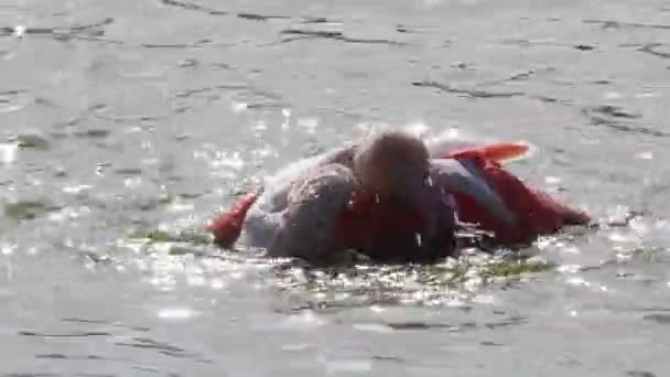 Mayor Flamenco Phoenicopterus Roseus Tomando Baño Estanque Pájaro Uicn Lista — Vídeo de stock