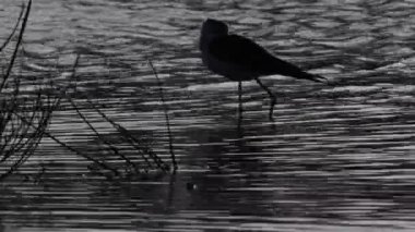 gün batımından sonra stilt, gece (Himantopus himantopus)