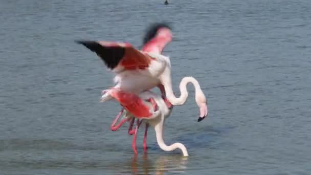 Nagyobb Flamingó Phoenicopterus Roseus Tengelykapcsoló Madár Iucn Vörös Lista — Stock videók