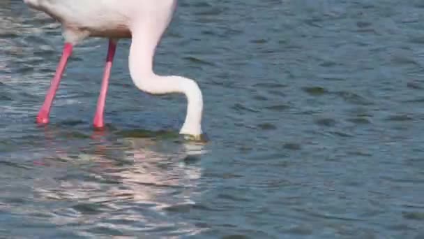 Μεγαλύτερο Φλαμίνγκο Phoenicopterus Roseus Τάισμα Πουλί Καμάργκ Γαλλία — Αρχείο Βίντεο