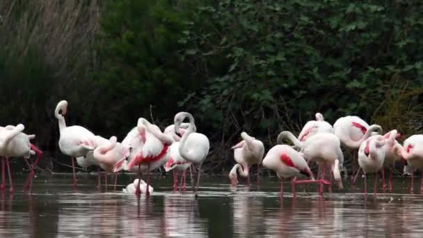 Grote Flamingo Phoenicopterus Roseus Koppeling Vogel Iucn Rode Lijst Camargue — Stockvideo