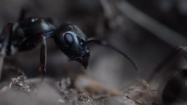 Cabeza Hormiga Negra Primer Plano Extremo Hormiga Anthill Artificial Anthill — Vídeos de Stock