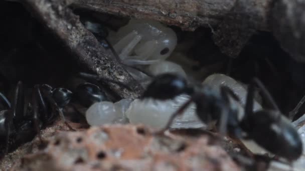 Cabeça Formiga Preta Close Extremo Formiga Anthill Artificial Anthill Pupa — Vídeo de Stock