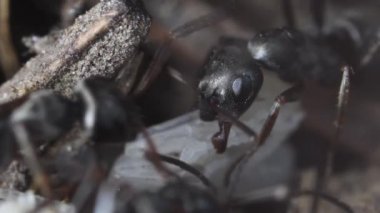 Black Ant başkanı, aşırı yakın çekim, karınca, yapay karınca yuvası, karınca yuvası, pupa, larva, Böcek, yeraltı, Cogne, Gran paradiso Milli Parkı, İtalya