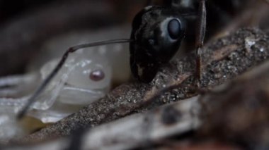 Black Ant başkanı, aşırı yakın çekim, karınca, yapay karınca yuvası, karınca yuvası, pupa, larva, Böcek, yeraltı, Cogne, Gran paradiso Milli Parkı, İtalya
