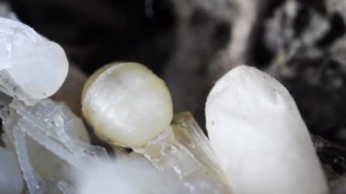 suni bir karınca yuvasında pupa, larva ve karıncaların neometamorfosate, panoramik