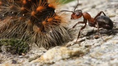 Karınca avı tırtılı,, karıncalar, kırmızı karınca, Formica rufa, 