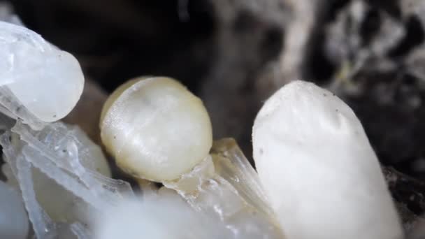 Pupa Larva Neometamorfosato Formigas Formigueiro Artificial Panorâmica — Vídeo de Stock