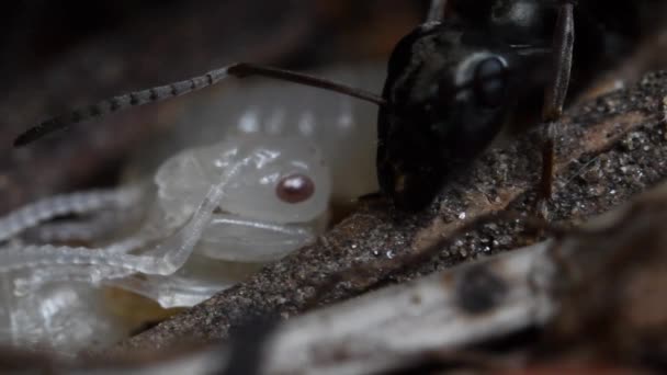 Kopf Von Black Ant Und Pupa Extreme Nahaufnahme Ameise — Stockvideo