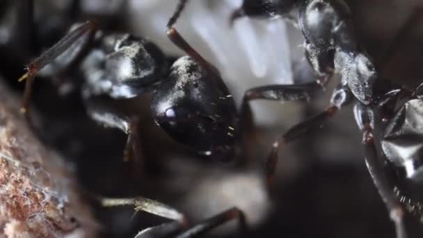 Hoofd Van Black Ant Pupa Extreme Close Anthill — Stockvideo