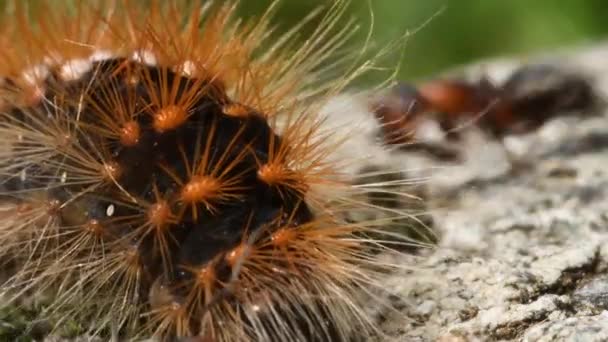 Rode Mieren Formica Rufa Prooi Rups Het Hout — Stockvideo