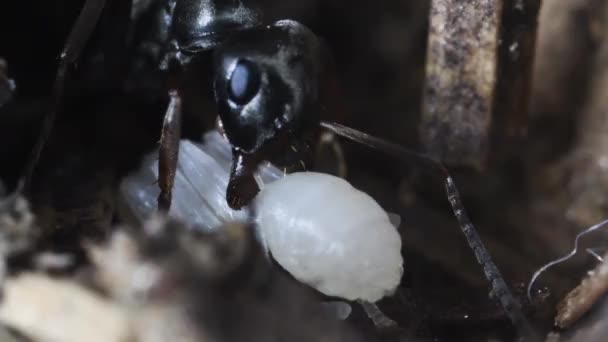 Cabeça Formiga Preta Close Extremo Formiga Anthill Artificial Anthill Pupa — Vídeo de Stock