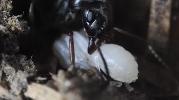 Hoofd Van Black Ant Pupa Extreme Close Anthill — Stockvideo