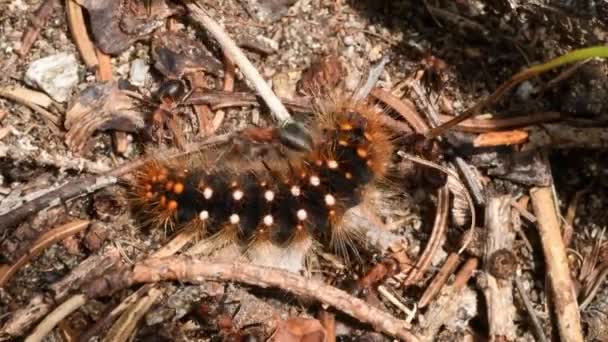 Красные Муравьи Formica Rufa Добыча Гусеницы Лесу — стоковое видео