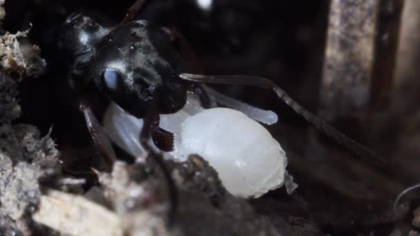 Hlava Černého Mravenčí Extrémní Zblízka Mravenčí Umělé Mraveniště Anthill Pupa — Stock video