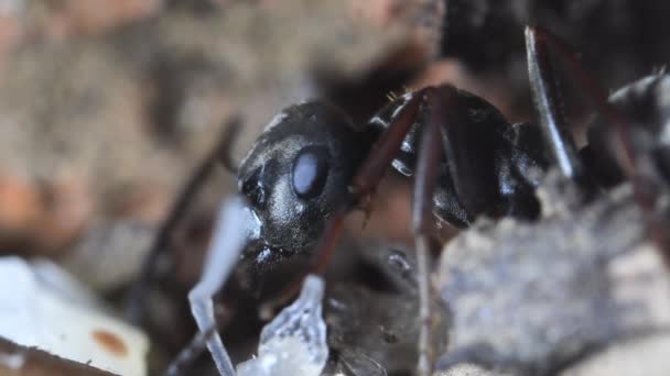 Hlava Černého Mravenčí Extrémní Zblízka Mravenčí Umělé Mraveniště Anthill Pupa — Stock video