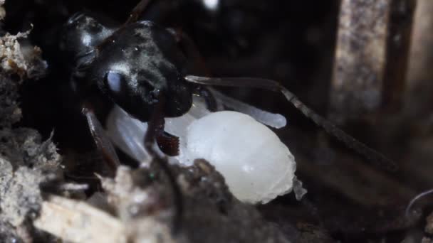Cabeza Hormiga Negra Pupa Primer Plano Extremo Antegenio — Vídeos de Stock