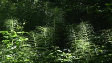 at kuyruğu, Equisetum, panoramik, Lambro Vadisi Bölge Parkı, Monza, İtalya