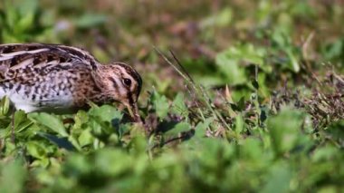 su çulluğu (Gallinago gallinago) bataklıkta besleniyor
