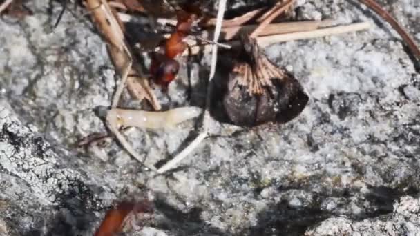 Formiga Formigas Formiga Vermelha Formica Rufa Larva Mosca Presa Formiga — Vídeo de Stock