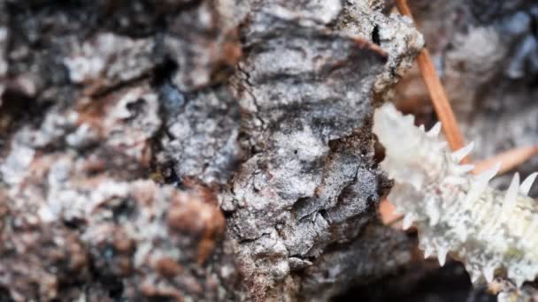 Hormiga Formica Rufa Ataca Larva Mosca Voladora Esto Pega Con — Vídeo de stock