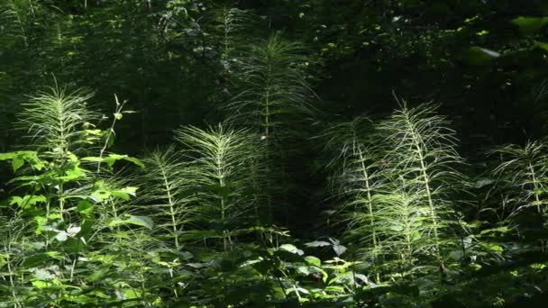 Prêle Equisetum Panoramique Parc Régional Vallée Lambro Monza Italie — Video