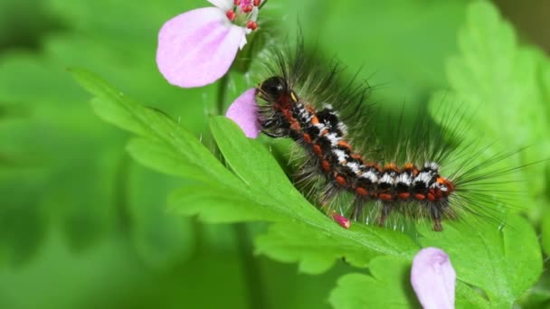 Chenille Mange Des Fleurs Sur Une Plante — Video