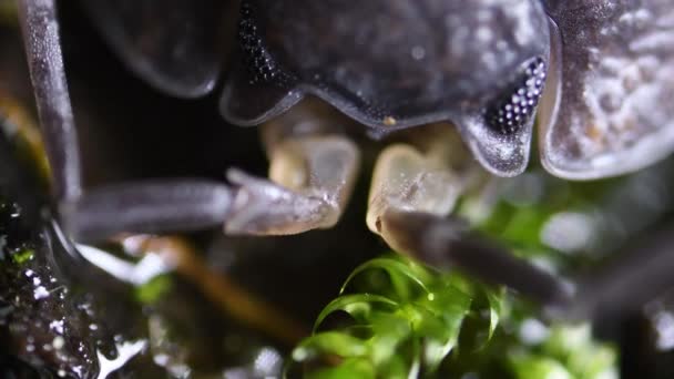 Lesní Veš Isopod Korýš Suchozemský Extrémní Detailní Záběr — Stock video