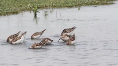 Ruffs (Philomachus pugnax) göç sırasında yiyecek arayan, Ruffs, Philomachus pugnax, gıda arıyor, göç, bahar, ülke, Çeltik alan, Vercelli, İtalya