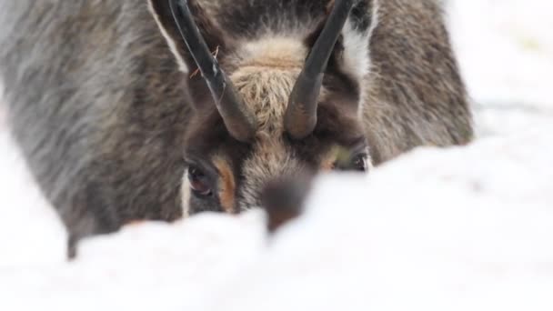 Rupicapra Rupicapra Chamois Extreme Close Snow Ice Search Food Gran — Stok Video