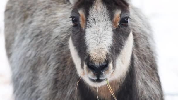 Rupicapra Rupicapra Chamois Extreme Close Snow Ice Search Food Gran — Stock Video