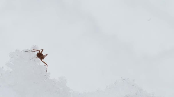Inseto Neve Chionea Lutescens Diptera Tipulidae Inseto — Vídeo de Stock