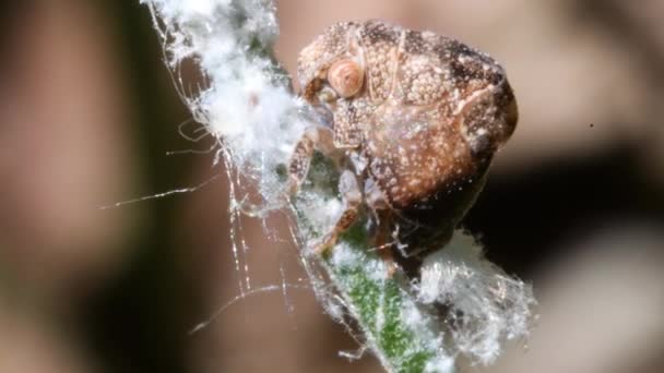 Larva Emiptera Cicadetta Hmyz — Stock video