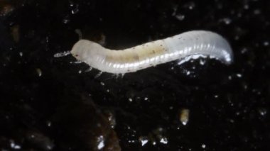 young millipedes on the ground, Diplopoda, young millipedes on the ground,   Diplopoda, Miriapoda, Lambro River, Lambro Valley Regional Park, Monza, Lombardia, Italy