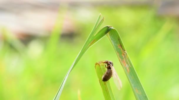 Hormiga Del Quenn Una Hierba Primera Mosca Hormiga Del Quenn — Vídeo de stock