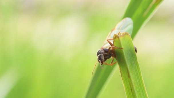 잔디에 개미를 담금질 잔디에 개미를 담금질 잔디에서 파라디소 발논테이 다오스타 — 비디오