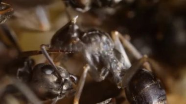 Black Ant başkanı, aşırı yakın çekim, Siyah Karınca başkanı, aşırı yakın çekim, karınca, yapay karınca yuvası, karınca yuvası, pupa, larva, Böcek, yeraltı, Cogne, Gran paradiso Milli Parkı, İtalya