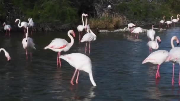 Större Flamingo Phoenicopterus Roseus Iucn Red List Camargue Frankrike — Stockvideo