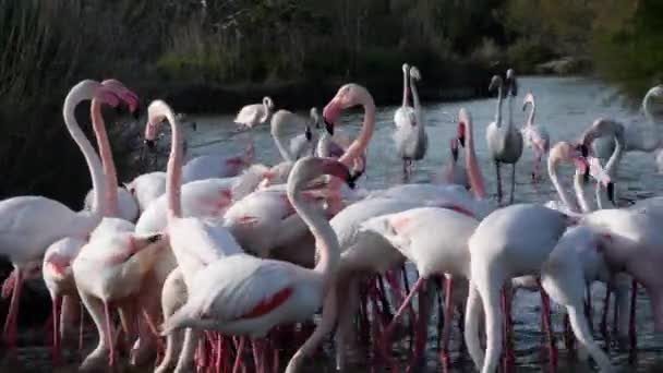 Greater flamingo, Phoenicopterus roseus, Liste rouge de l'UICN, Camargue, France 