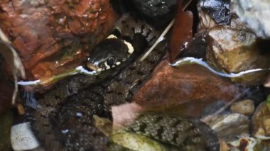 yılan, su yılanı, Natrix natrix, çim yılanı, halkalı yılan, bir gölet içinde