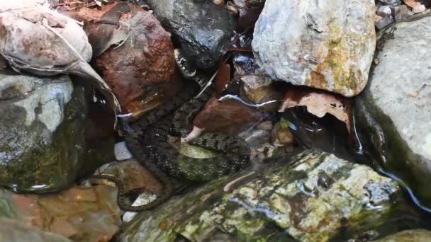 Wasserschlange Natrix Natrix Ringelnatter Kolubridae Reptil Teich Lame Del Sesia — Stockvideo