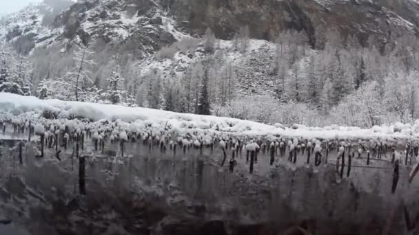 Equisetum Subaquático Torrente Riacho Frio Congelamento Árvores Gran Paradiso National — Vídeo de Stock