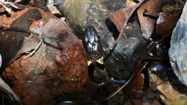 Lengua Serpiente Serpiente Agua Natrix Natrix Serpiente Hierba Serpiente Anillada — Vídeo de stock