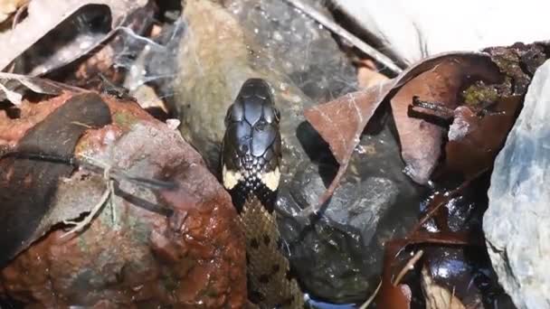 Schlangenzunge Wasserschlange Natrix Natrix Ringelnatter Ringelnatter Befindet Sich Einem Teich — Stockvideo