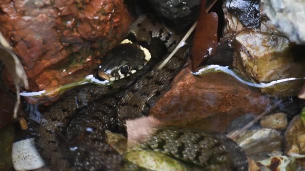 Yılan Yılanı Natrix Natrix Çim Yılanı Halkalı Yılan Bir Gölet — Stok video