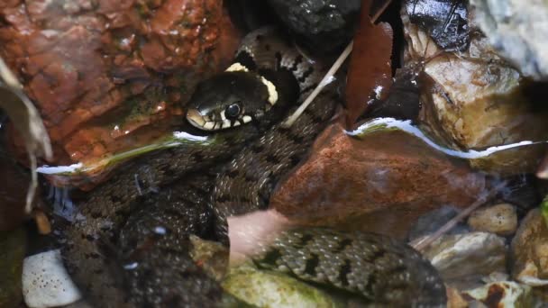 Serpente Cobra Água Natrix Natrix Cobra Grama Cobra Anelada Está — Vídeo de Stock