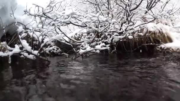 Χείμαρρος Ποτάμι Χιόνι Χιονοπτώσεις Πάγος Κρύο Πάγωμα Δέντρα Εθνικό Πάρκο — Αρχείο Βίντεο