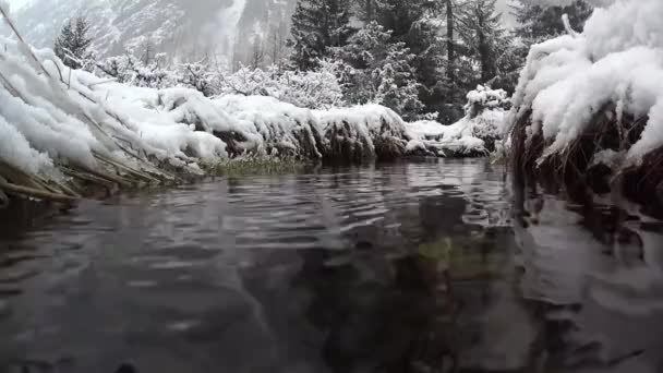 Torrente Arroyo Nieve Nevada Hielo Frío Congelación Árboles Parque Nacional — Vídeos de Stock