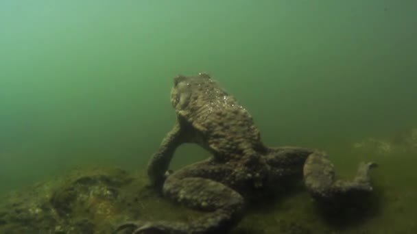 Kröte Unter Wasser Bufo Bufo Unter Wasser — Stockvideo