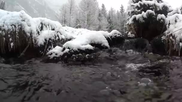 Torrente Arroyo Nieve Nevada Hielo Frío Congelación Árboles Parque Nacional — Vídeo de stock